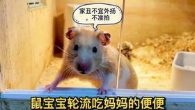 鼠鼠文学娱乐吃瓜酱,娱乐吃瓜酱带你领略网络文学新潮流